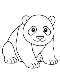 Baby panda