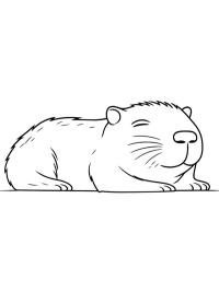 Kapibara sover