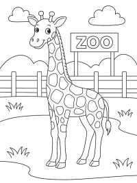 Giraff i djurparken