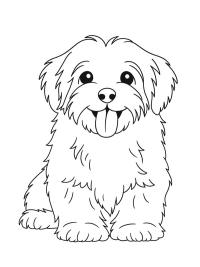 Bichon havanais